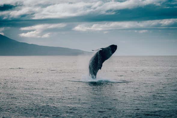 Whale Watching in Hauganes