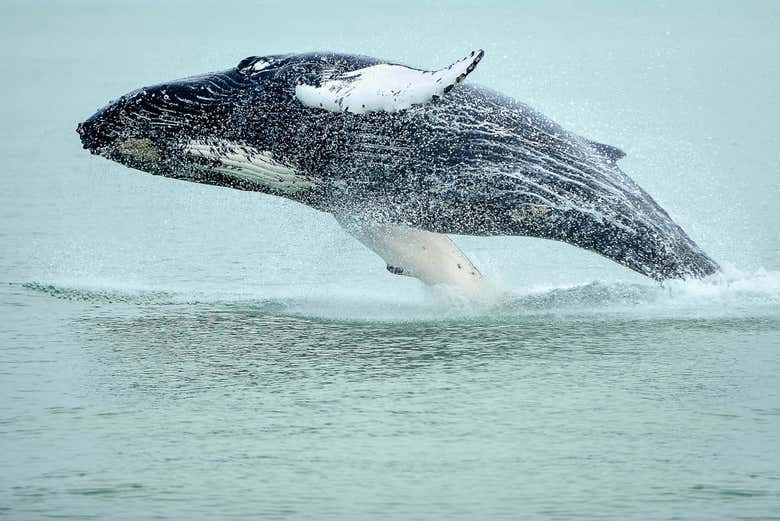 Whale in Hauganes