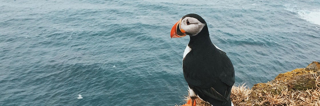 Puffins in Iceland - All You Need to Know About