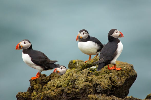 Advice: Binoculars for Puffin, Whale & Seal Watching